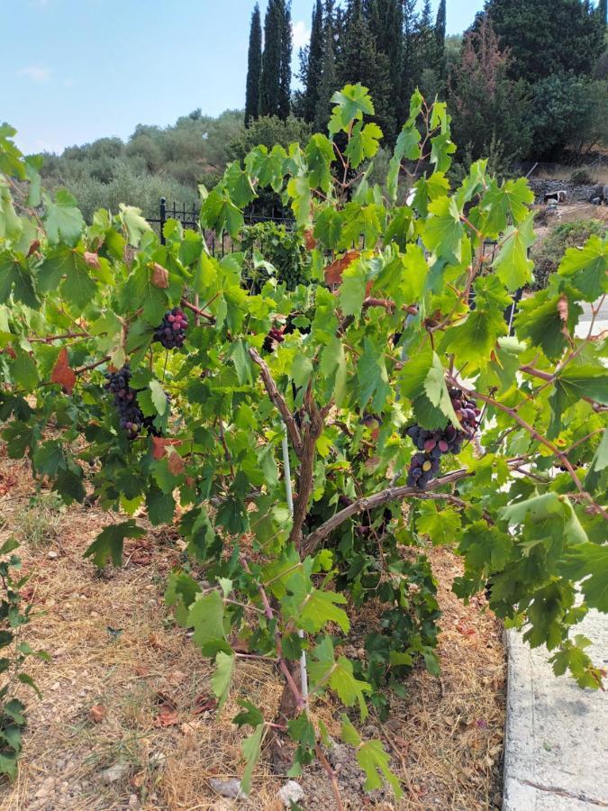 Οίνου Γη Ιθάκη - Winelandithaca Villa Perachori Eksteriør bilde