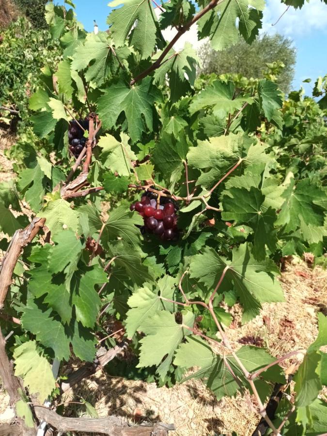 Οίνου Γη Ιθάκη - Winelandithaca Villa Perachori Eksteriør bilde